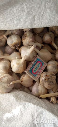 Чеснок на посадку со своего огорода
