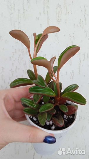 Комнатные растения цветы