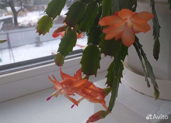 Декабрист, Кислица, колизия