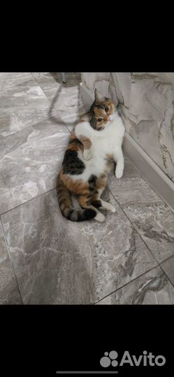 Отдам кошку в добрые руки