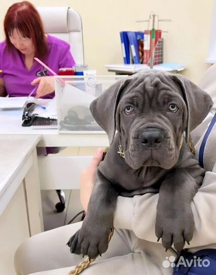 Кобель вязка кане корсо