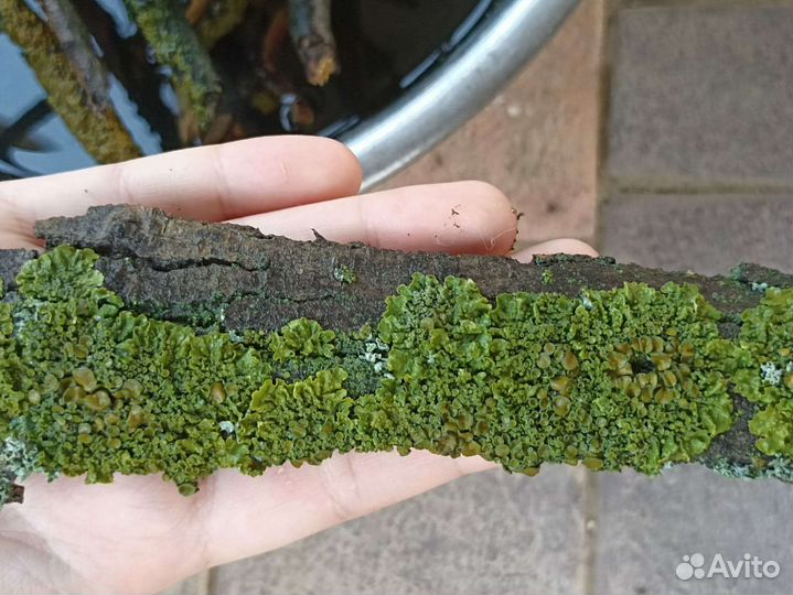 Палочки и кора с лишайником