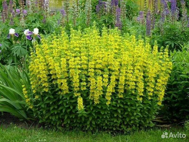 Вербейник обыкновенный