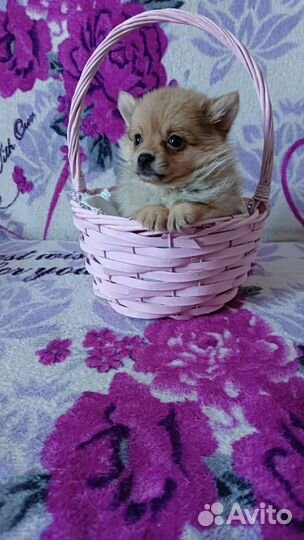 Очаровашка