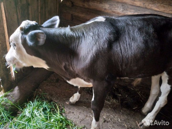 Телята бычки