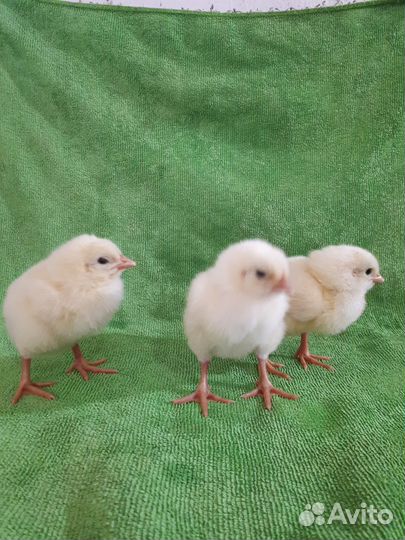 Цыплята бройлерные
