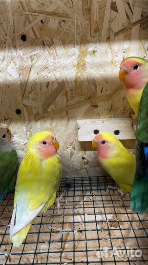 Попугай с доставкой