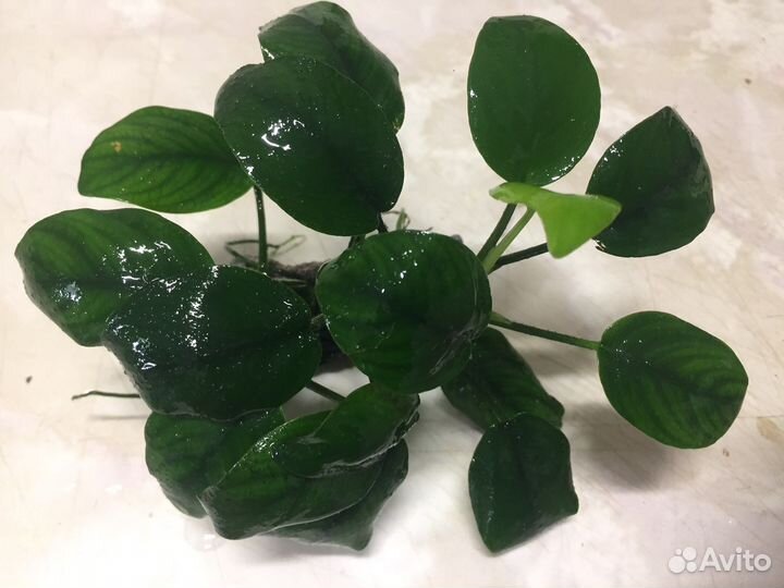 Аквариумный декор,растения, рыбки