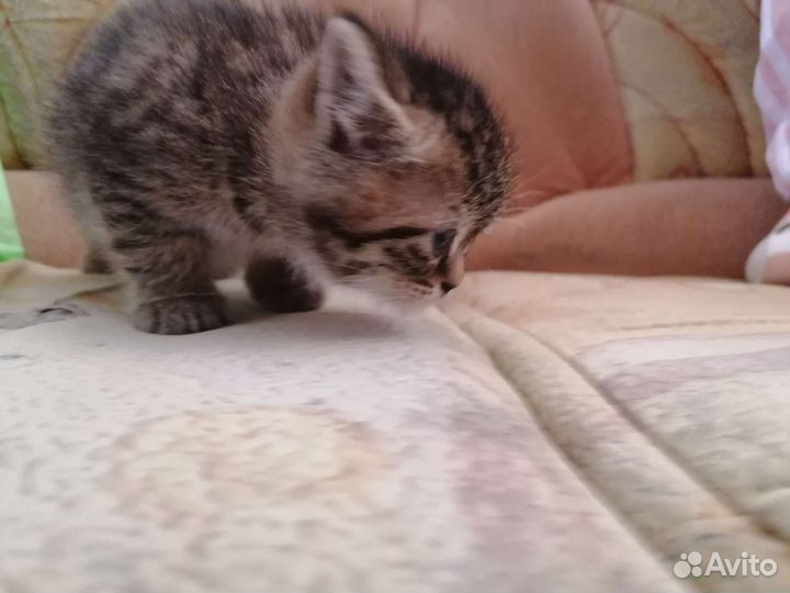 Котята полуперсы