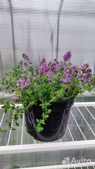 Котовники, астильбы, гейхеры, тимьяны, эхинацея