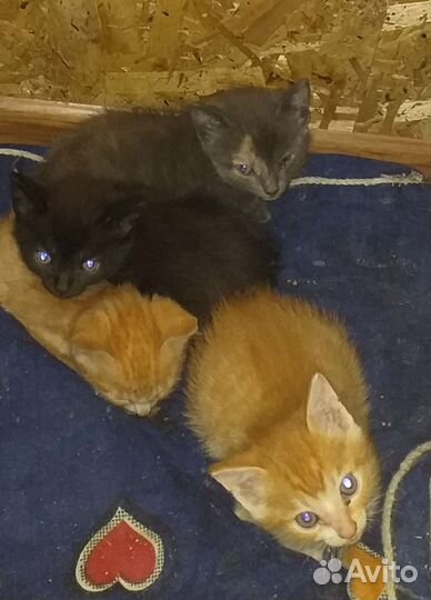 Отдам котиков и кошечек в добрые руки