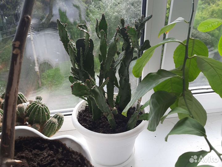 Кактус опунция