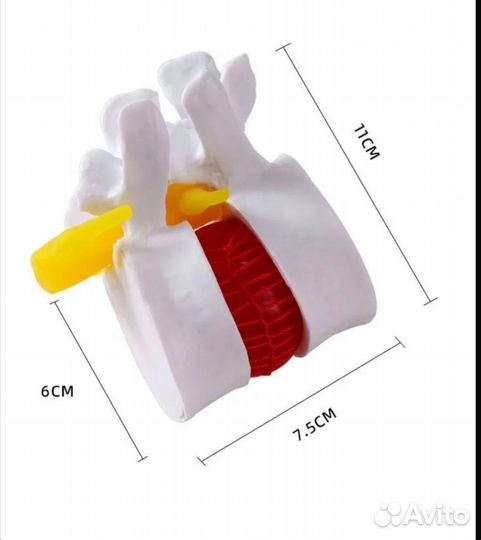 Анотамическая модель позвоночника. Новая