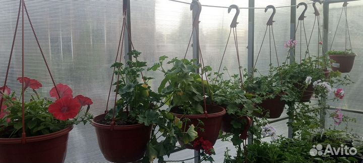 Продам петунию в кашпо,розы