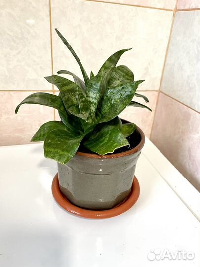 Комнатные цветы