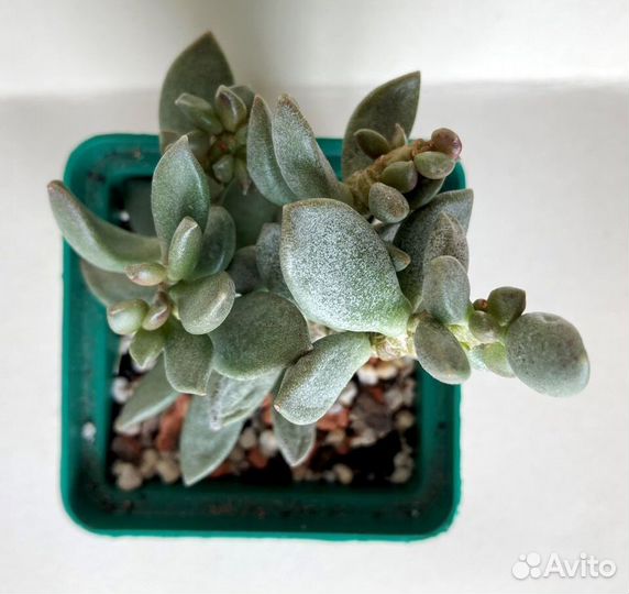 Адромисхус шулдианус Джуттэй, Делосперма шиповатая