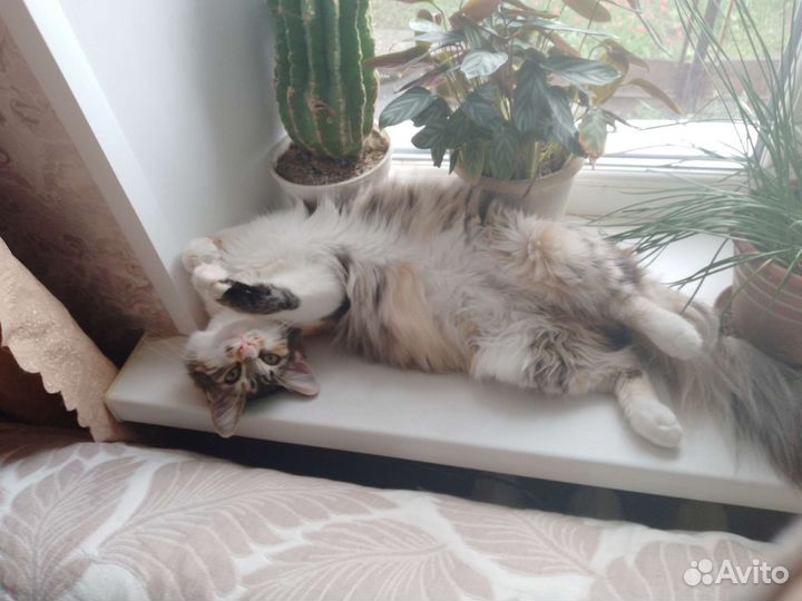 Кошечка в самые добрые и заботливые руки