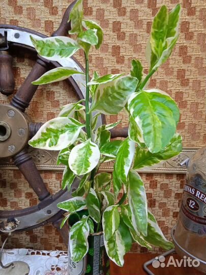 Продам педилантус титимолоидный