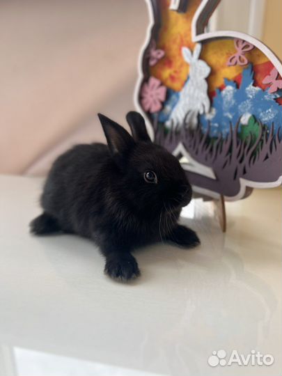 Карликовые Кролики - минор