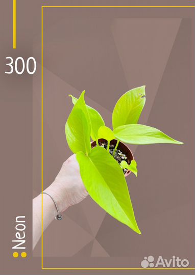 Эпипремнумы, сциндапсусы