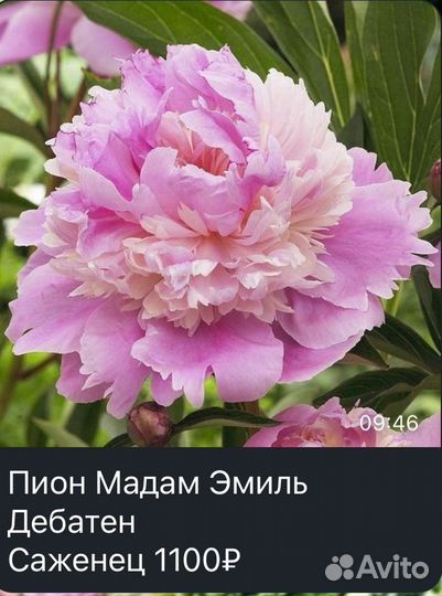 Пионы саженцы