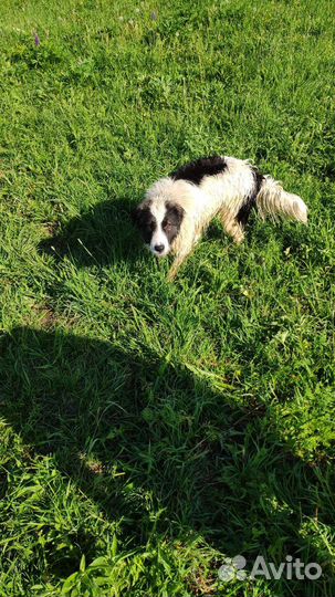 Собака в добрые руки отдам бесплатно