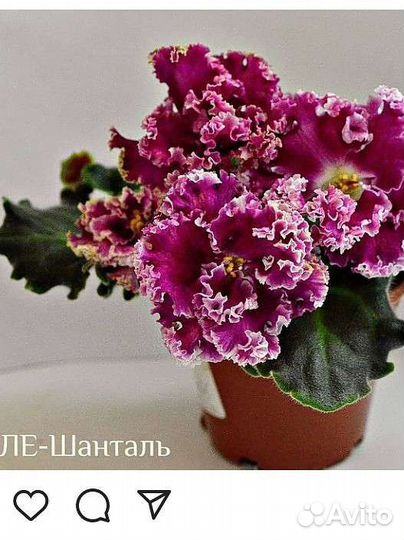 Продажа сортовых фиалок (стандарты,мини)