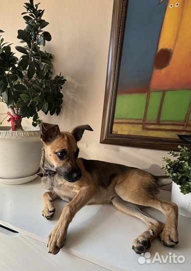 Щенок подросток девочка в добрые руки