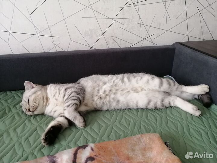 Отдам кошку