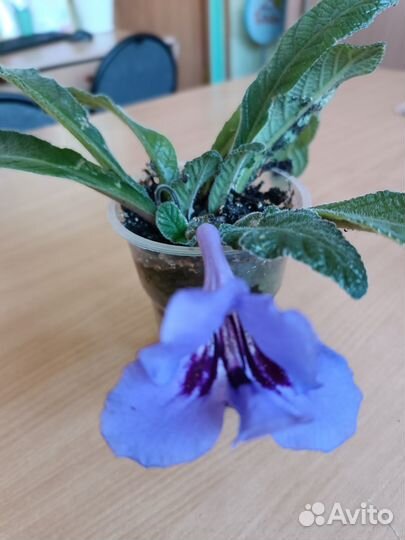 Стрептокарпус