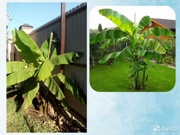 Банан Японский саженцы