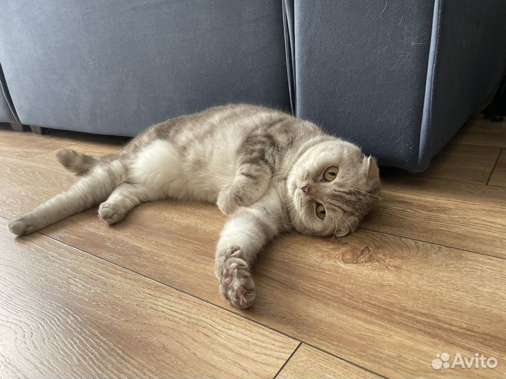 Шотландская вислоухая кошка в добрые руки