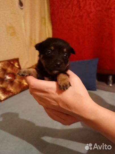 Щенки