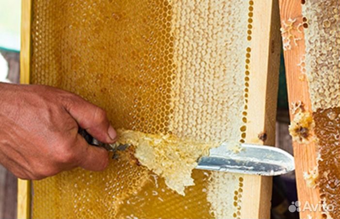 Мёд натуральный алтайский опт. min 16kg