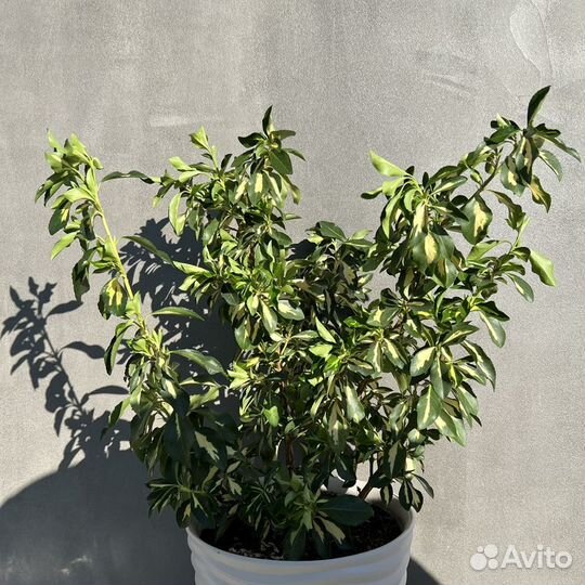 Японский бересклет