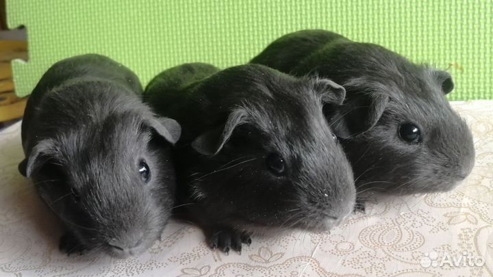Морские свинки питомник