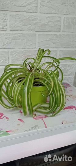 Цветы домашние