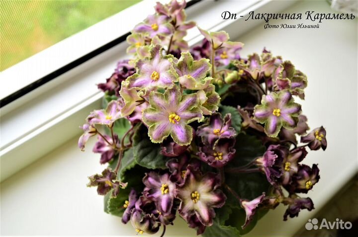 Пасынки фиалок