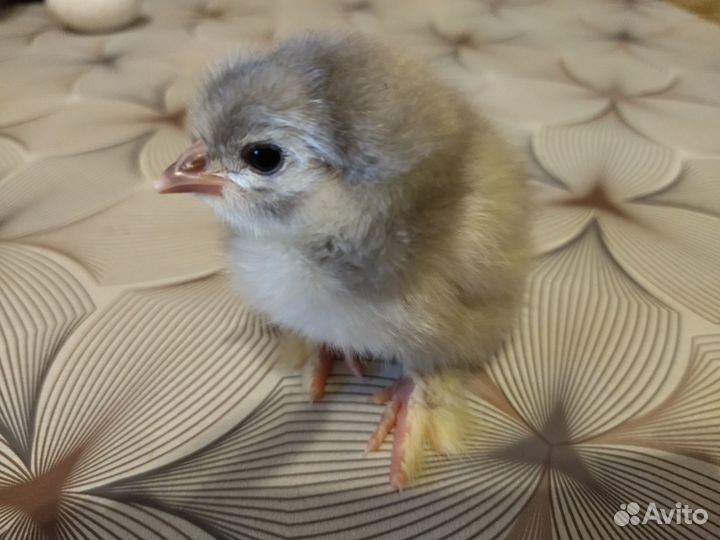 Цыплята кохинхин