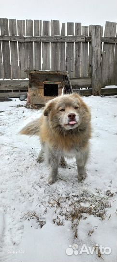 Маламут помесь