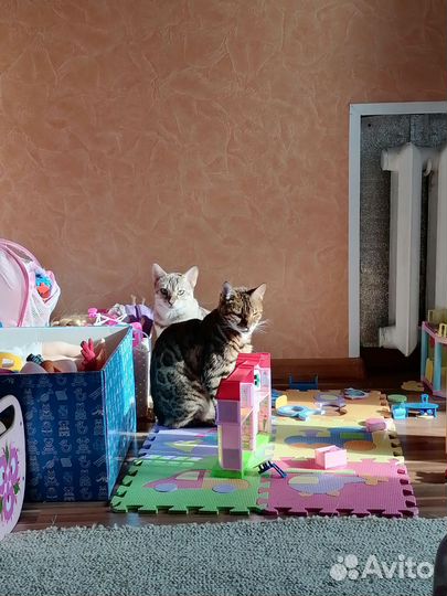 Бенгальская