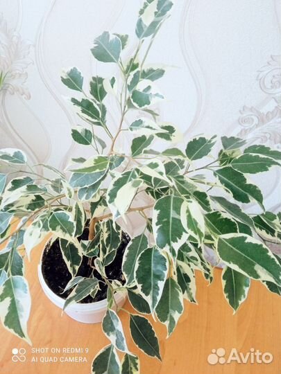 Фикусы бенджамина