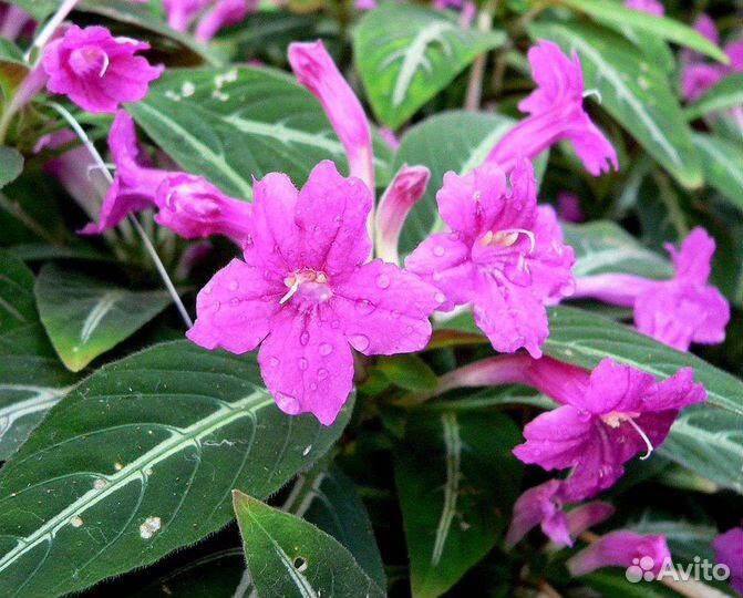 Комнатные цветы руэллия