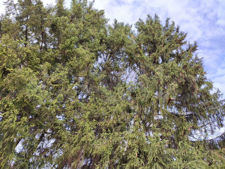 Участок 6,1 сот. (ИЖС)