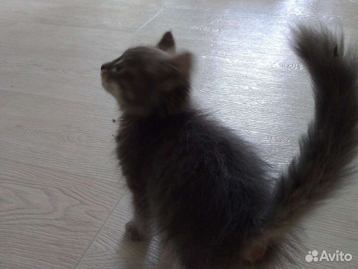 Отдам котика