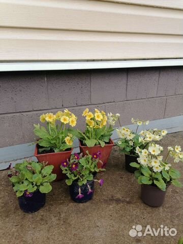 Рассада примулы