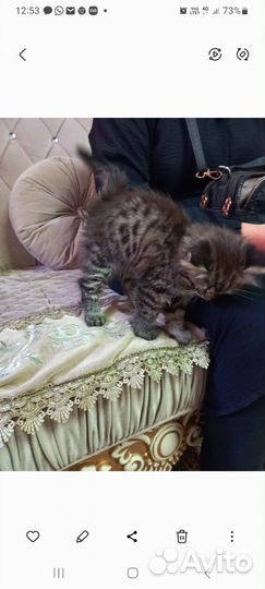 Кошки в добрые руки