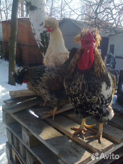 Инкубационное яйцо кур, уток