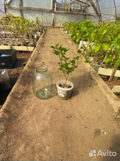 Саженцы ягодных культур