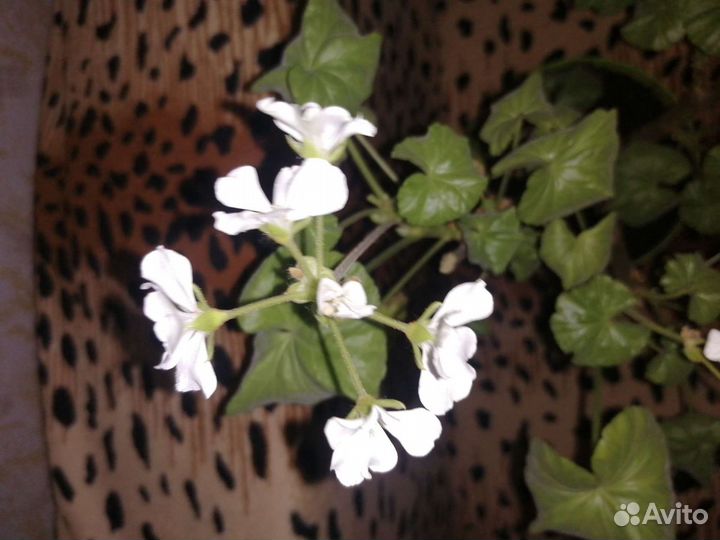 Спатифиллум